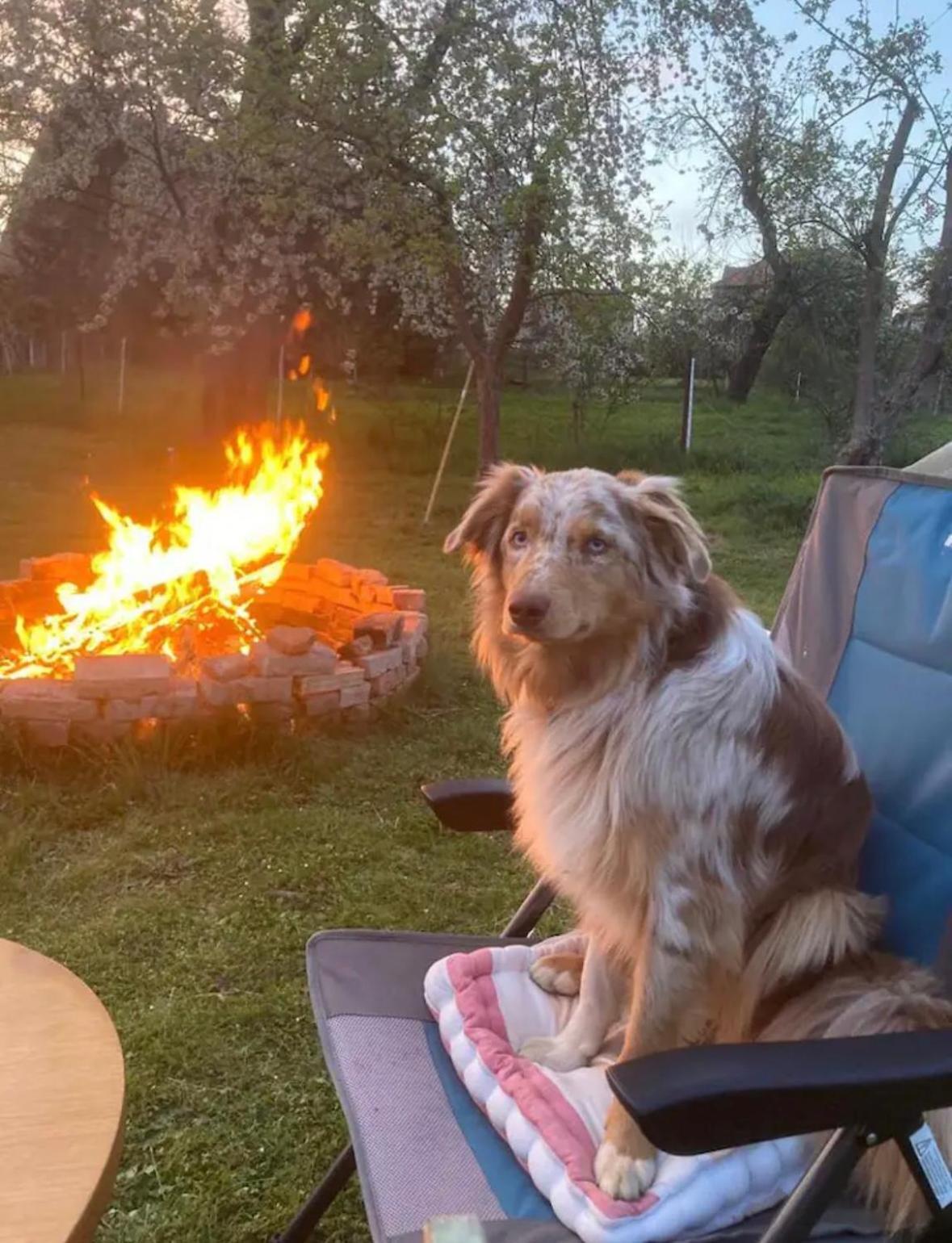 Villaharmony Wartet Auf Familien Mit Hund! Lommatzsch Zewnętrze zdjęcie