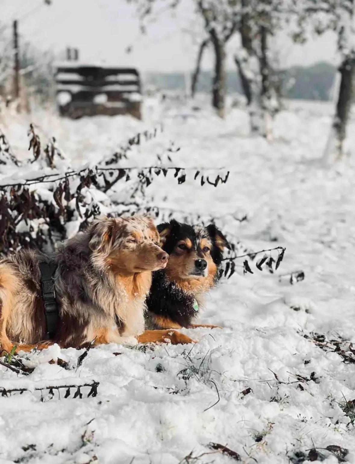 Villaharmony Wartet Auf Familien Mit Hund! Lommatzsch Zewnętrze zdjęcie